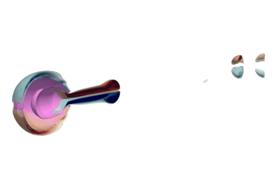 Swimming of the *Sarsia tubulosa* jellyfish simulated with [WaterLily.jl](https://github.com/WaterLily-jl/WaterLily.jl). MSc thesis work by Evan van der Weide, available at the [TU Delft repository](https://repository.tudelft.nl/record/uuid:341ea62d-250a-49dc-a6af-fe81bd77a627) and featured in a [TU Delft story](https://www.tudelft.nl/en/me/education/student-stories/a-realistic-3d-model-to-understand-jellyfish-swimming-efficiency)!
